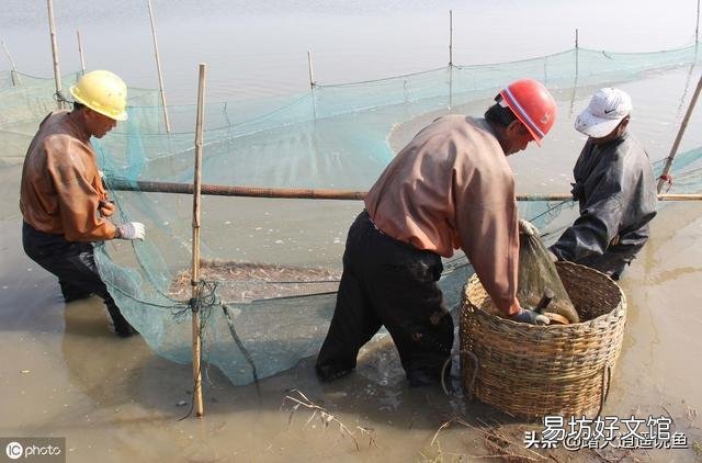 白对虾泥浊水怎样肥水?