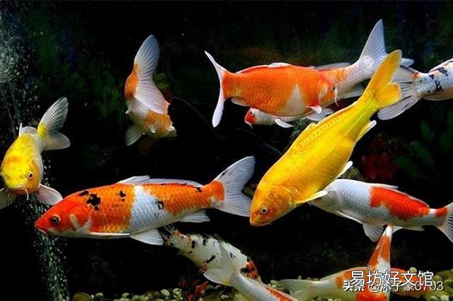 不同厂家的鱼可以混养吗?