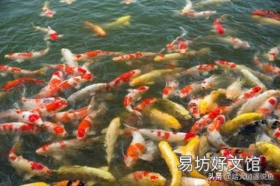 锦鲤吃芦苇吗?