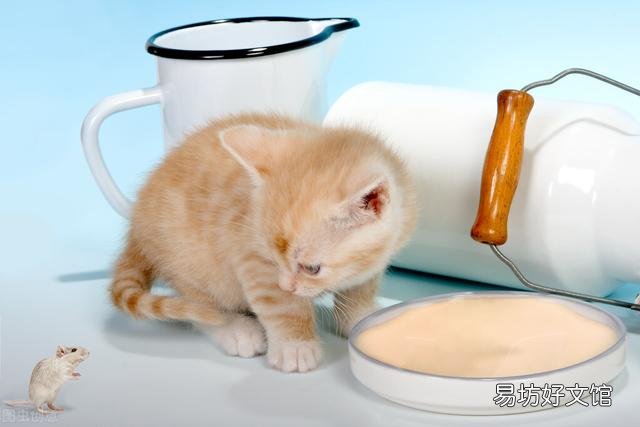 小猫一天喂几次奶粉(小猫一天喂几次奶)