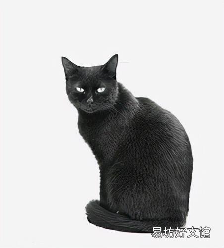 孟买猫为什么不建议养(养孟买猫的注意事项)