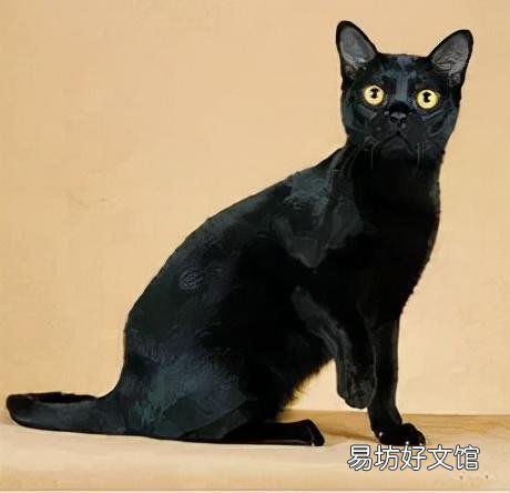 孟买猫为什么不建议养(养孟买猫的注意事项)
