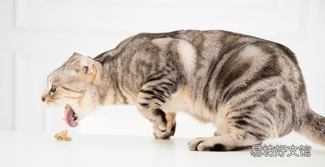 猫咪吐白色泡沫怎么办(猫咪吐白色泡沫是什么原因)