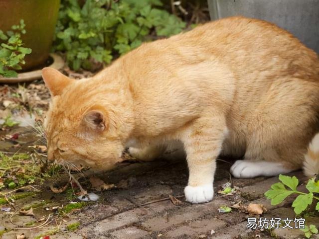 猫咪吐白色泡沫怎么办(猫咪吐白色泡沫是什么原因)