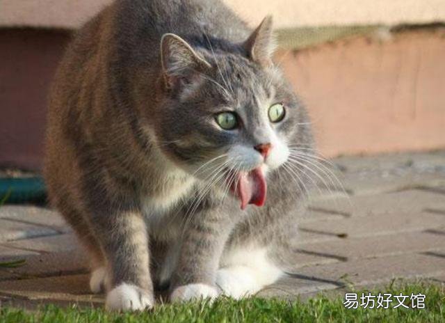 猫咪吐白色泡沫怎么办(猫咪吐白色泡沫是什么原因)