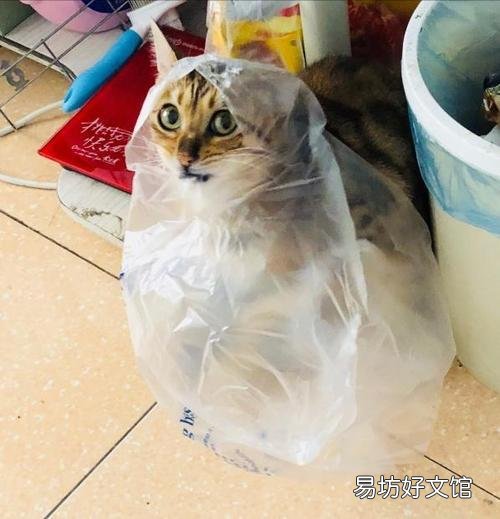 猫咪吐白色泡沫怎么办(猫咪吐白色泡沫是什么原因)