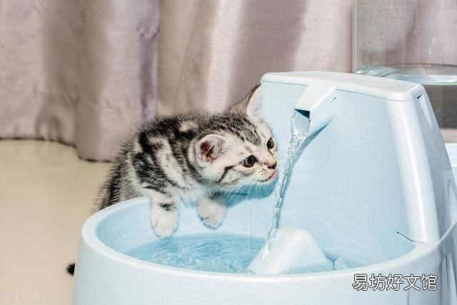猫咪吐白色泡沫怎么办(猫咪吐白色泡沫是什么原因)