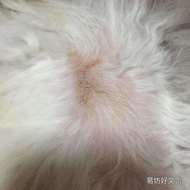 猫多大就不闹腾了(猫一般多大就不闹腾了)