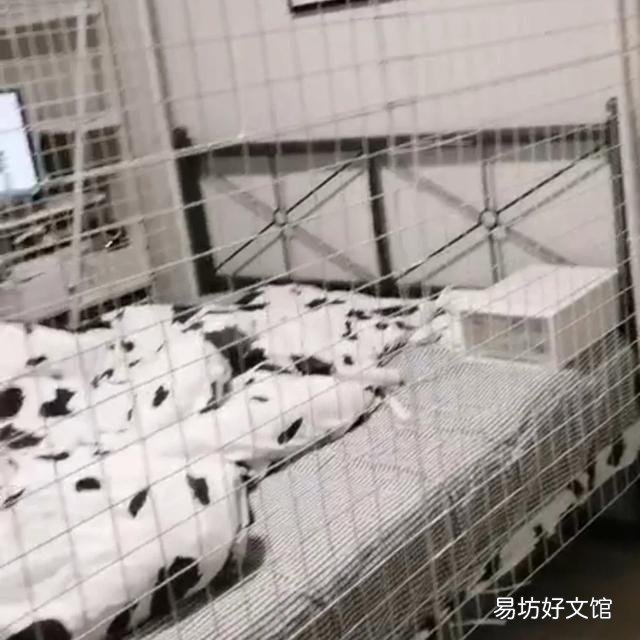 猫多大就不闹腾了(猫一般多大就不闹腾了)