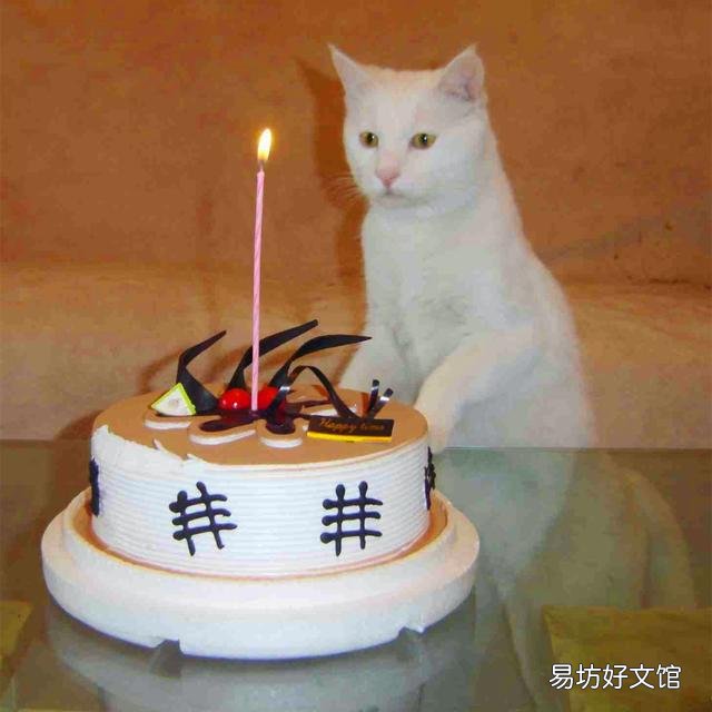 猫可以吃蛋糕吗(不建议猫咪吃蛋糕)