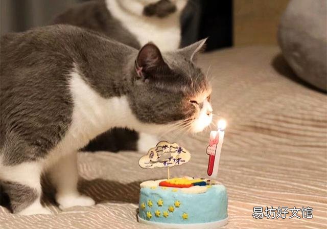 猫可以吃蛋糕吗(不建议猫咪吃蛋糕)