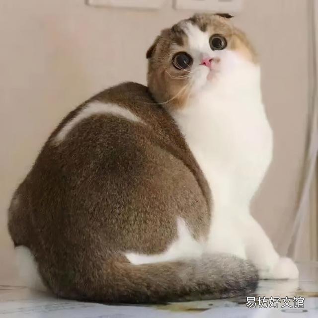 苏格兰高地猫图片(苏格兰高地猫多少钱一只)