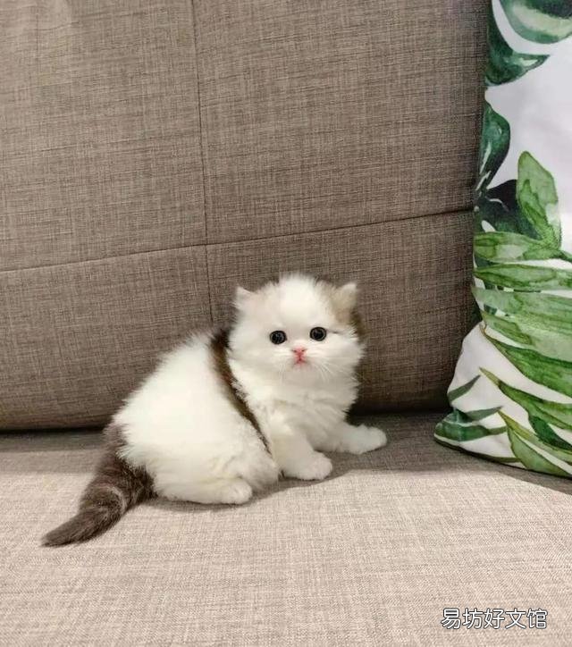 苏格兰高地猫图片(苏格兰高地猫多少钱一只)