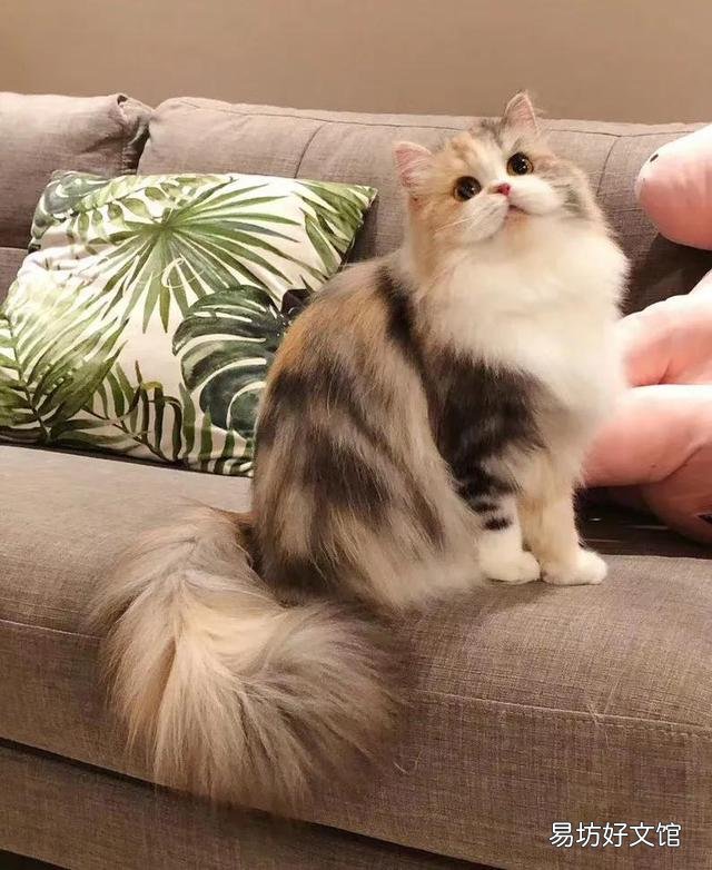 苏格兰高地猫图片(苏格兰高地猫多少钱一只)