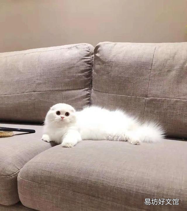 苏格兰高地猫图片(苏格兰高地猫多少钱一只)