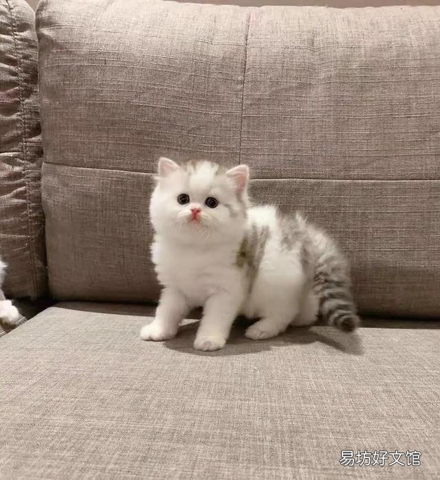 苏格兰高地猫图片(苏格兰高地猫多少钱一只)