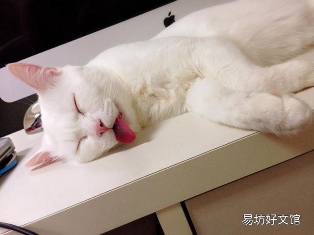 猫睡姿看性格图解(猫咪睡姿看性格)