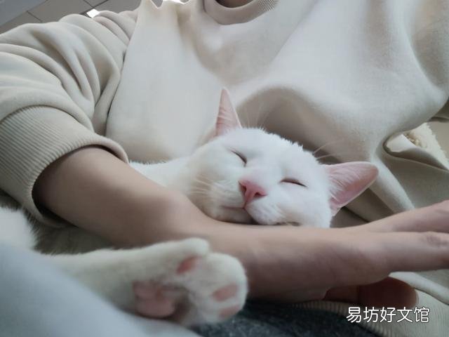 猫睡姿看性格图解(猫咪睡姿看性格)