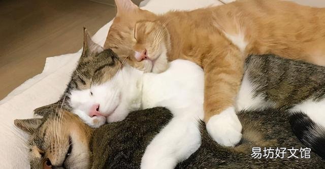 猫睡姿看性格图解(猫咪睡姿看性格)