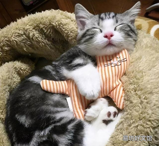 猫睡姿看性格图解(猫咪睡姿看性格)