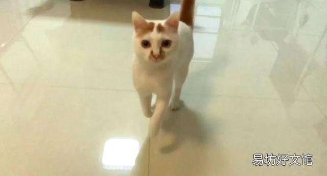 宠物猫多久打疫苗(猫多久注射疫苗)