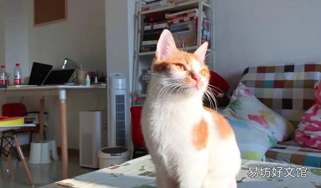 宠物猫多久打疫苗(猫多久注射疫苗)
