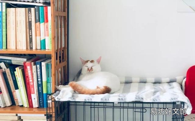 宠物猫多久打疫苗(猫多久注射疫苗)