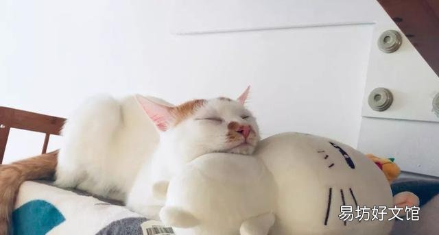 宠物猫多久打疫苗(猫多久注射疫苗)