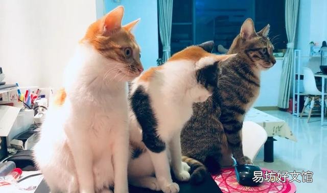 宠物猫多久打疫苗(猫多久注射疫苗)