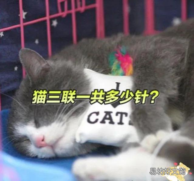 猫打疫苗一共多少钱(成年猫打疫苗一共多少钱)