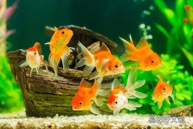 超市里卖的小金鱼能买吗?