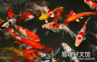 锦鲤过滤池蚊子怎么处理?