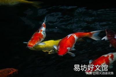 锦鲤过滤池蚊子怎么处理?