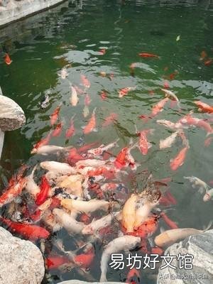 锦鲤过滤池蚊子怎么处理?