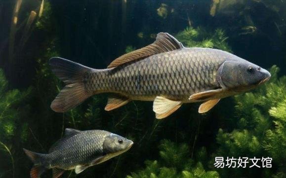 雨天会影响鲤鱼产卵吗?