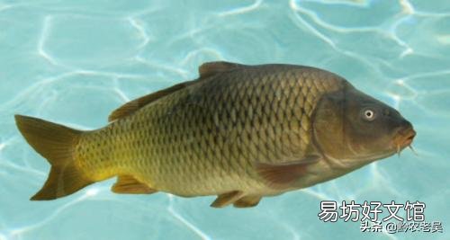 雨天会影响鲤鱼产卵吗?
