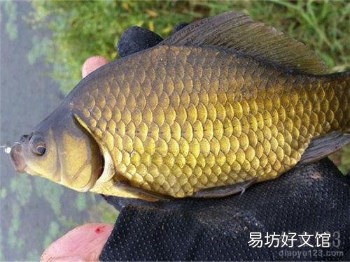 雨天会影响鲤鱼产卵吗?