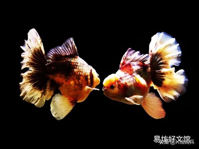 泰狮金鱼消化不良需要治疗吗?