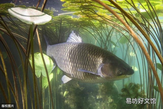 草鱼打催产针后不产卵是什么原因?