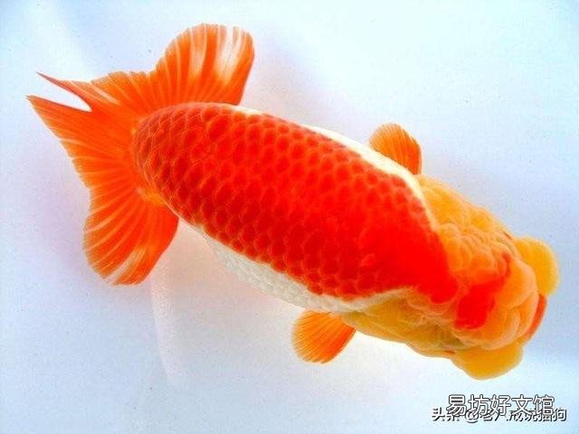 一岁兰寿金鱼之后身上颜色还有变化吗?