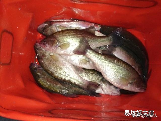 农民养鱼,具体要怎样养?