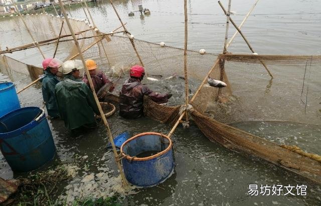 农民养鱼,具体要怎样养?