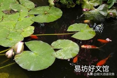 盆栽睡莲水里的线虫怎样根除?
