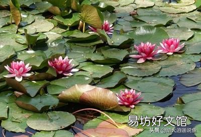 盆栽睡莲水里的线虫怎样根除?