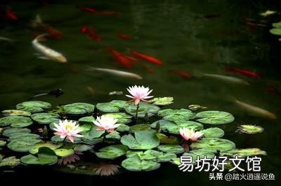 盆栽睡莲水里的线虫怎样根除?