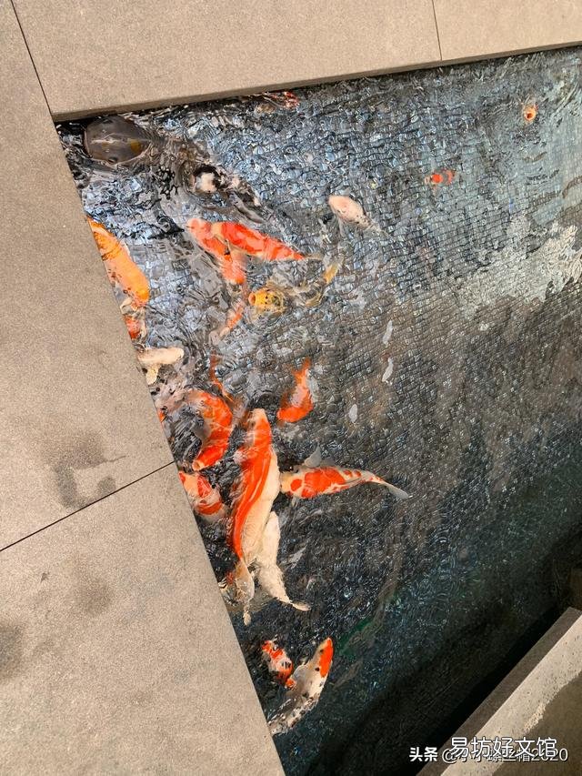 养锦鲤需要开灯吗?