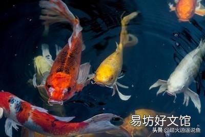 锦鲤鱼缸长丝藻用什么预防?