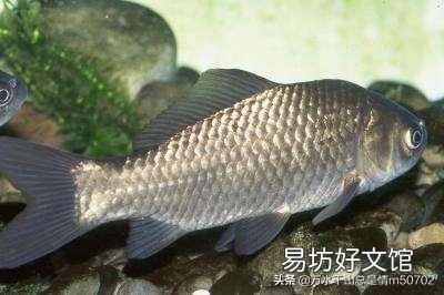 鲫鱼在什么天气产卵？