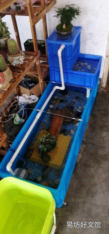草龟每天泡水里脚不会烂掉吗?