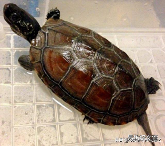 草龟每天泡水里脚不会烂掉吗?